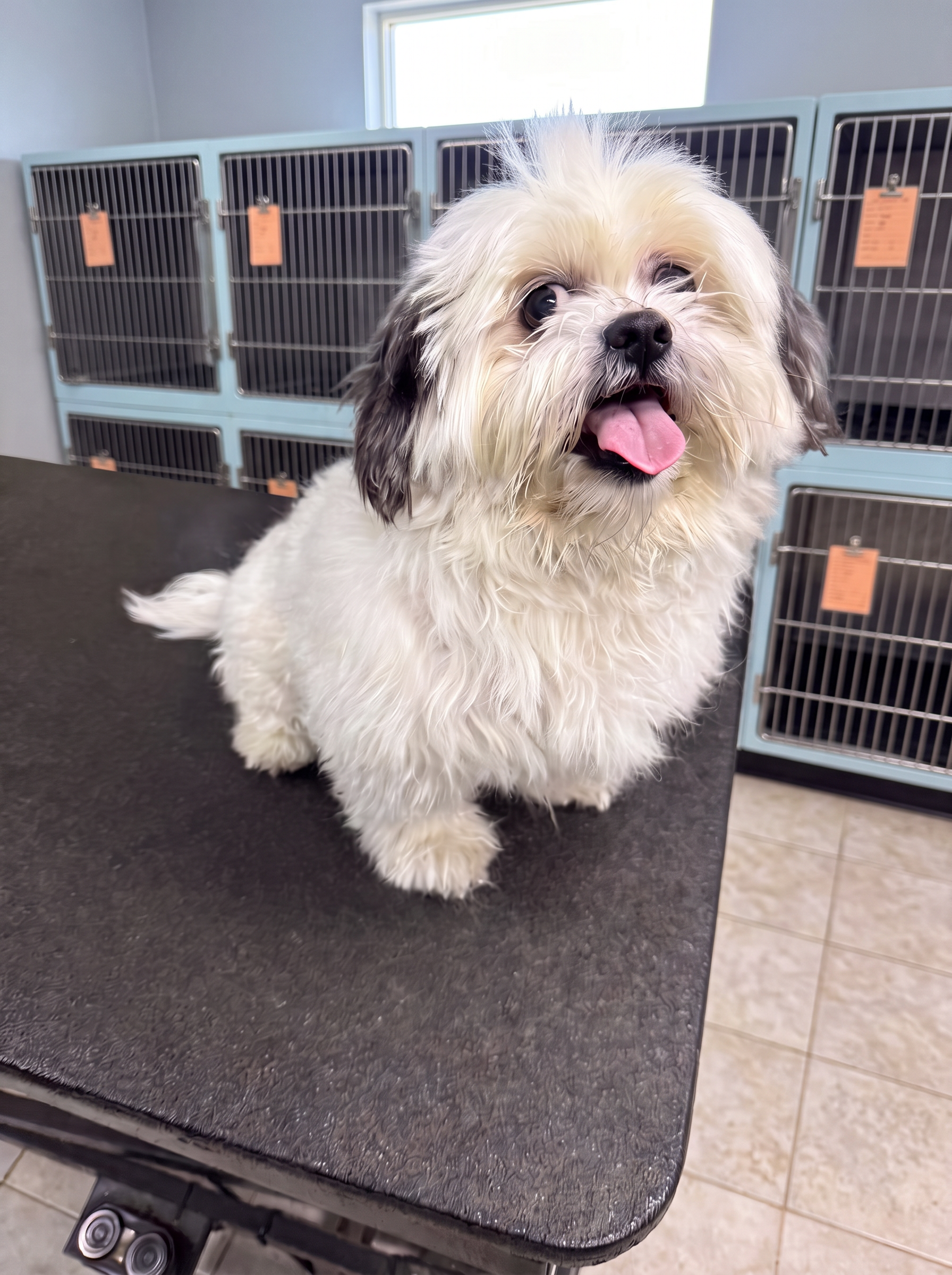 white Shih Tzu before grooming