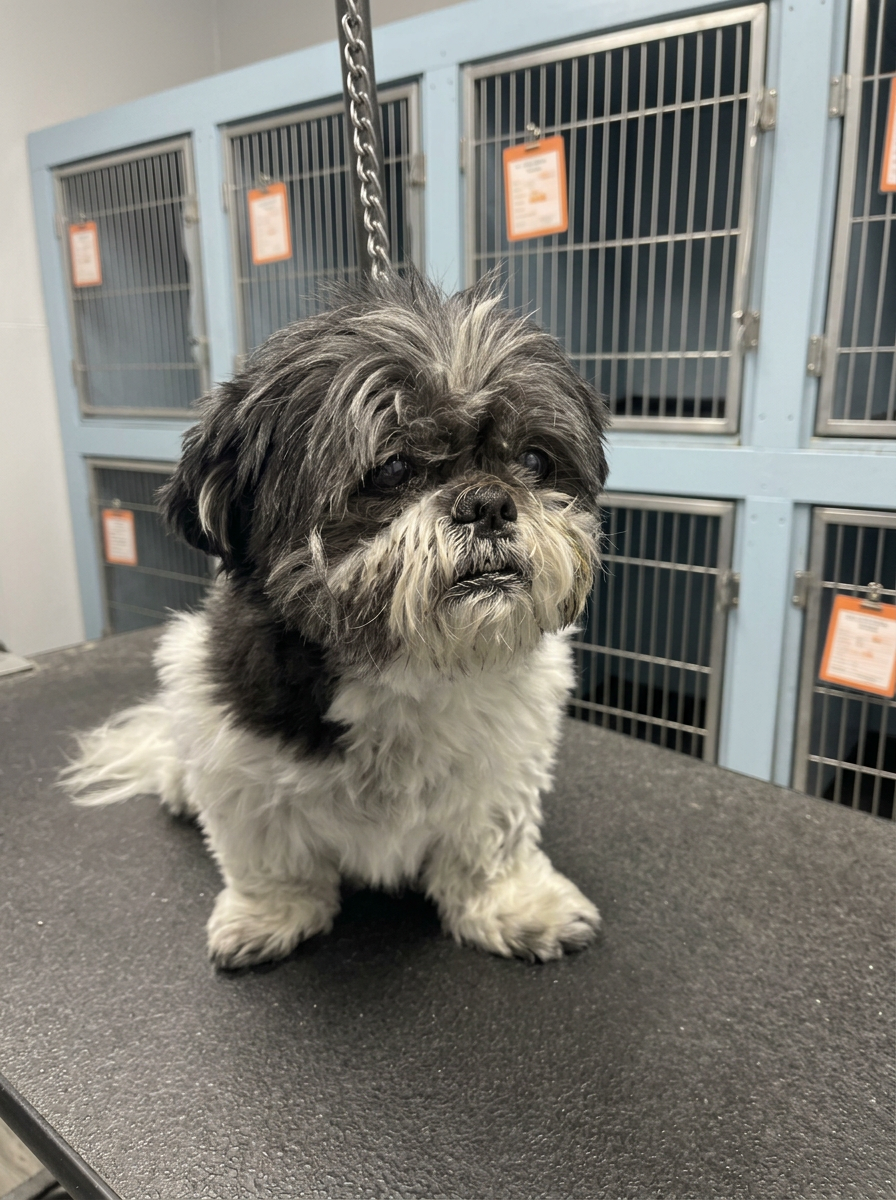 grey and white Shih Tzu before grooming