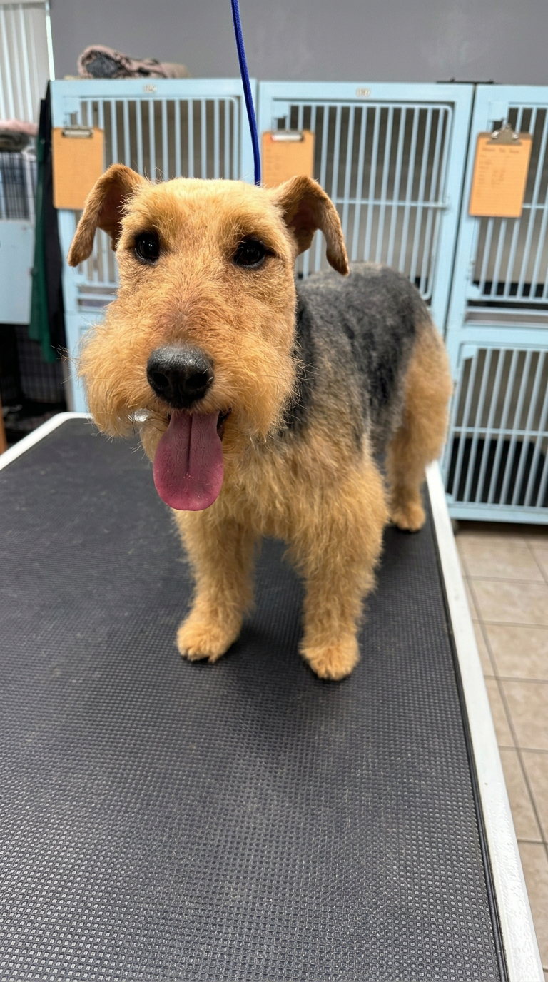 tan and black terrier after grooming