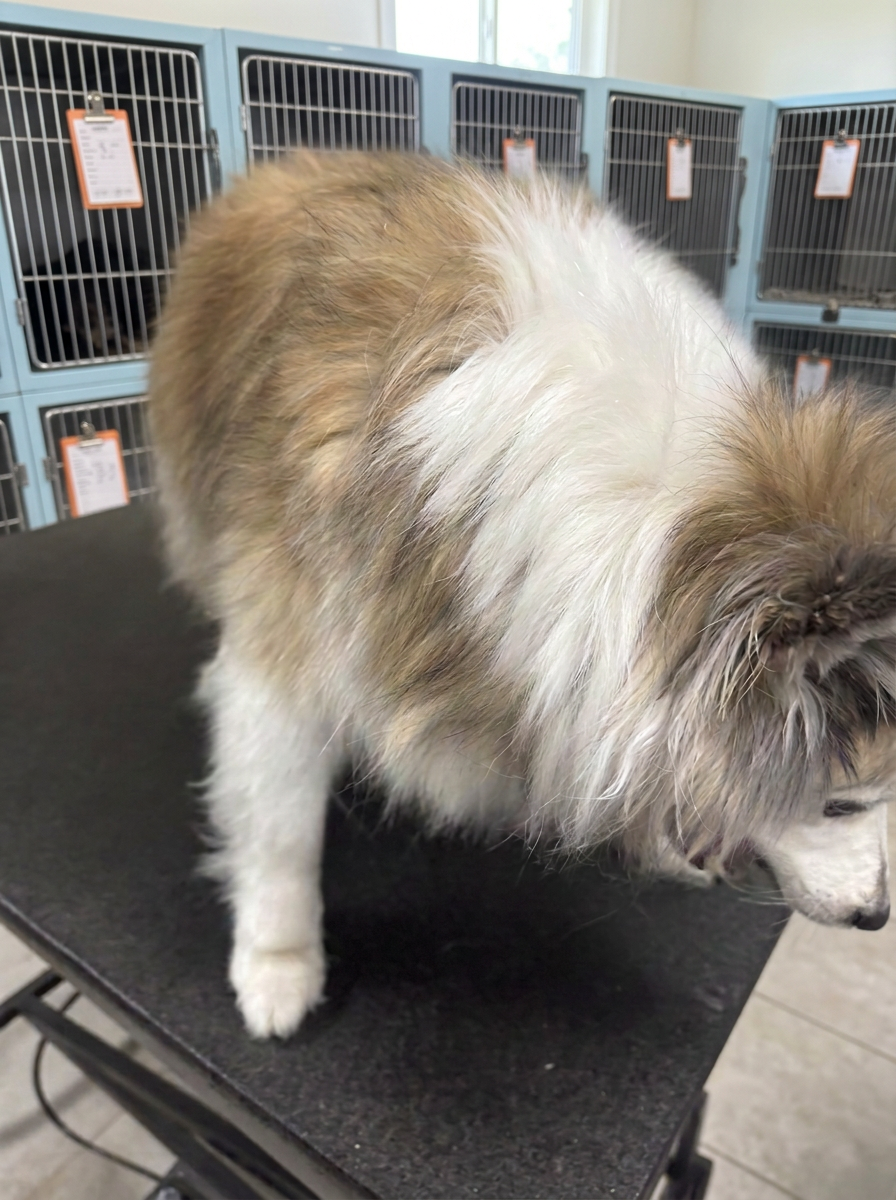 long-haired mixed breed dog before grooming