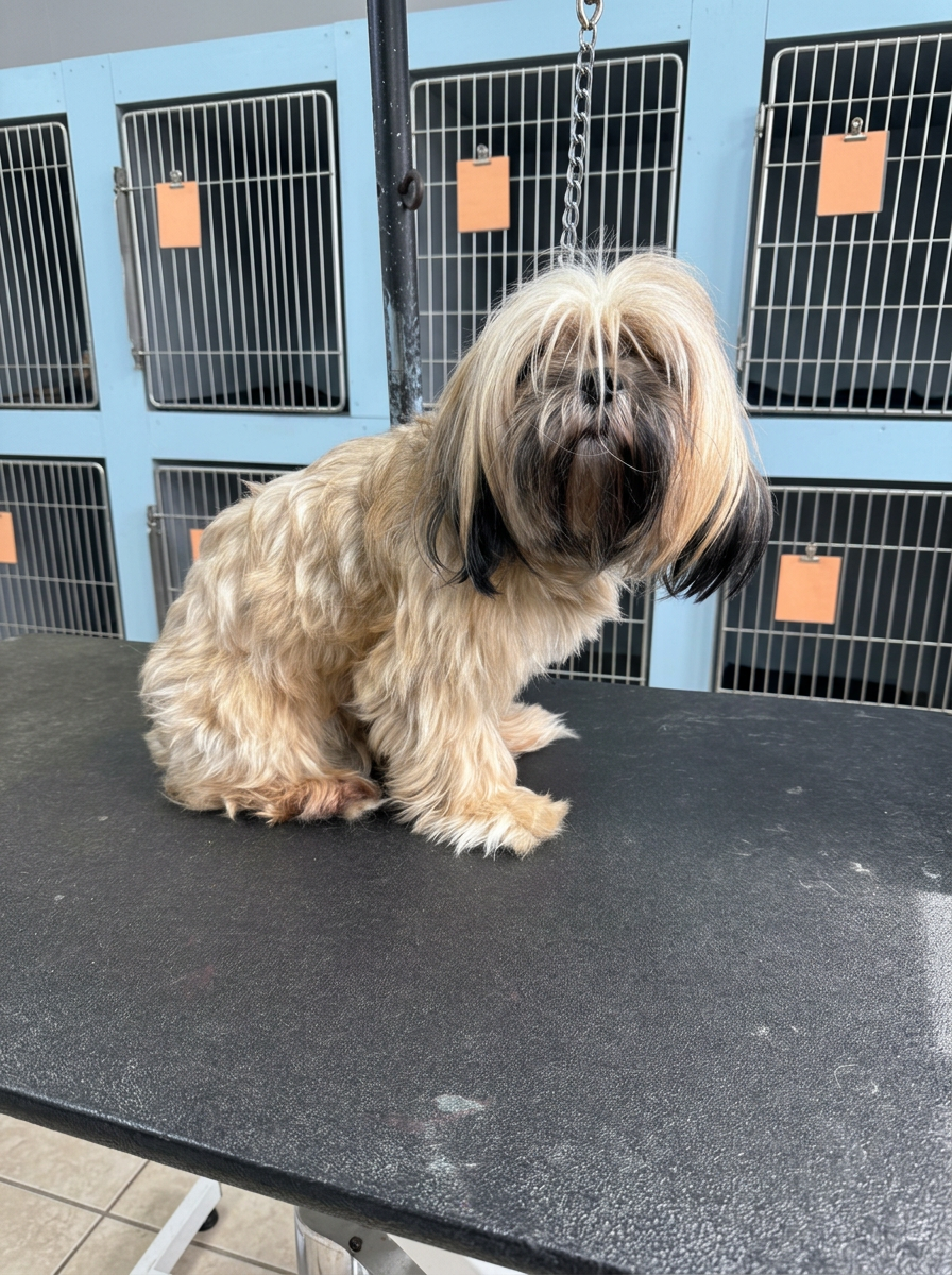 tan Lhasa Apso-type mix before grooming