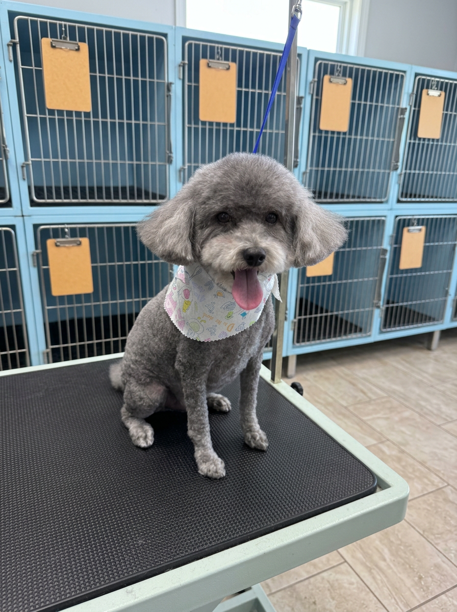 gray Poodle mix after grooming