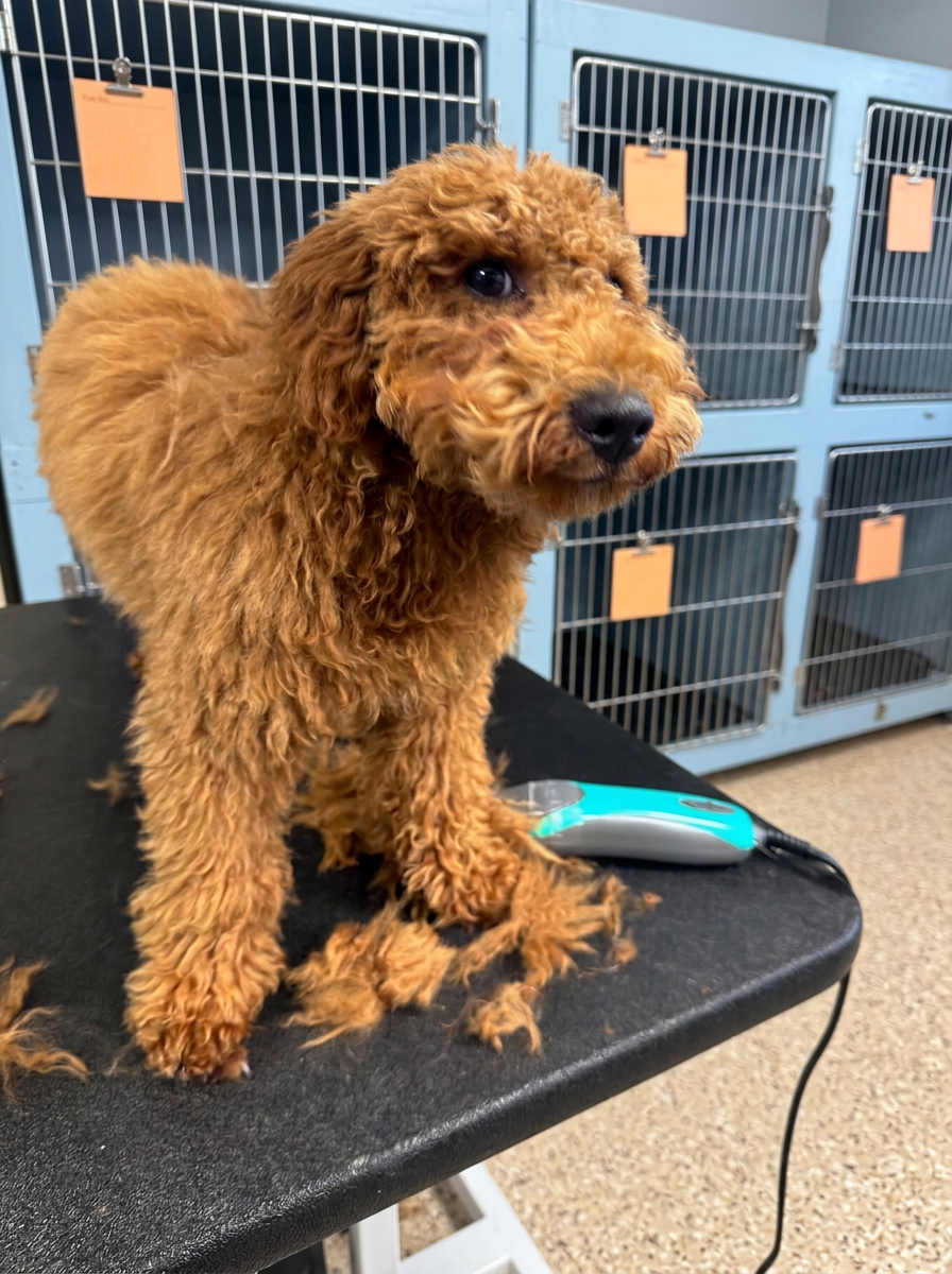 apricot Poodle before grooming