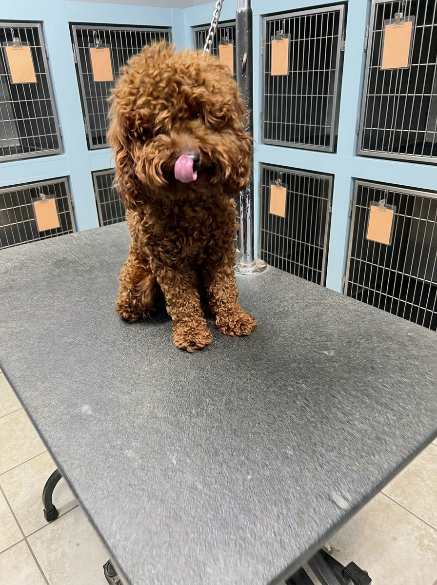 red Toy Poodle before grooming