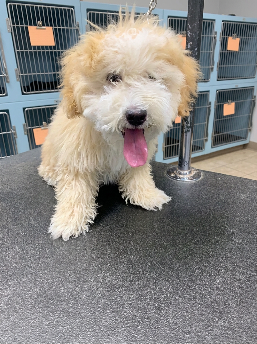 cream mix before grooming