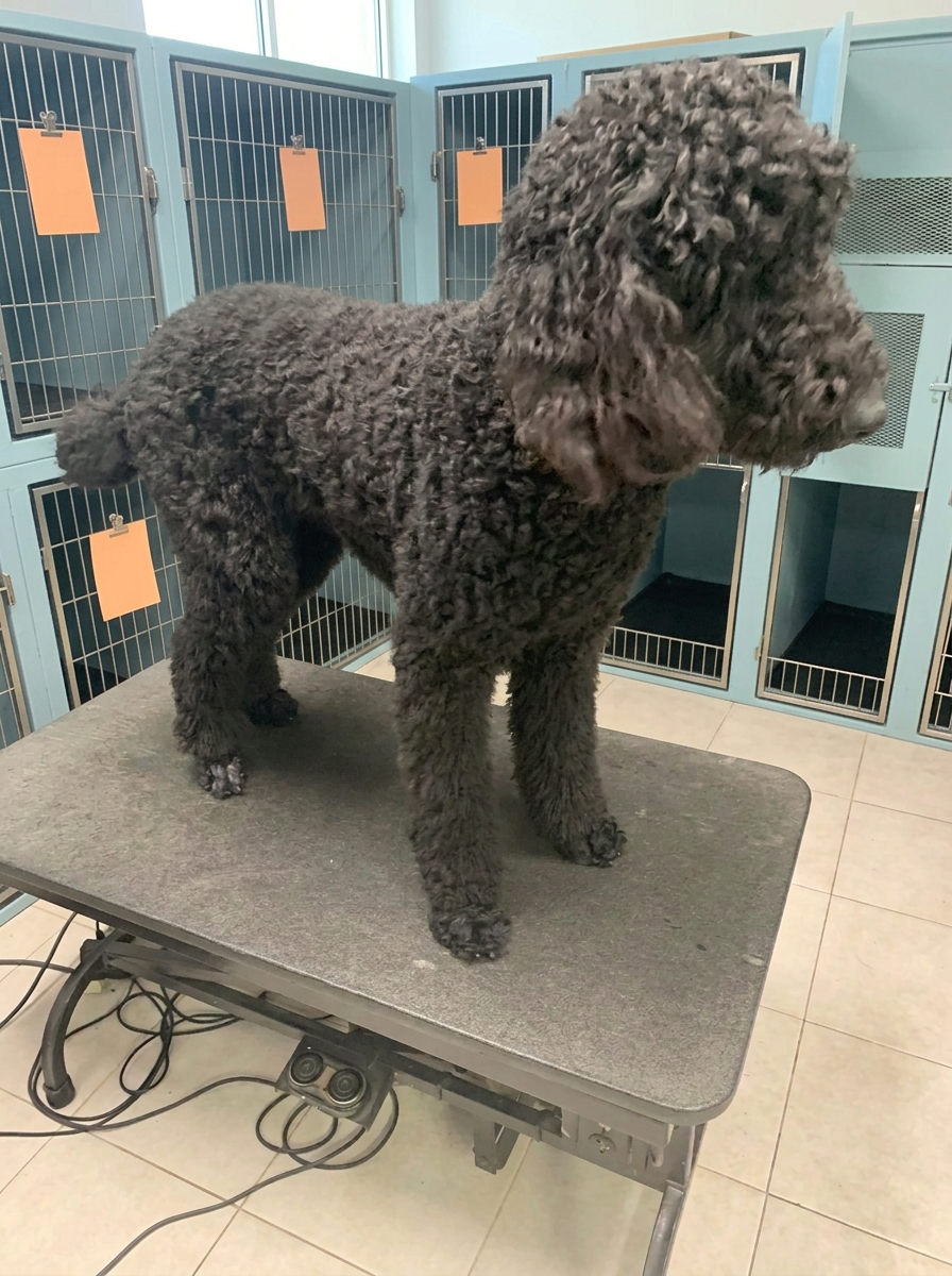 black Standard Poodle before grooming