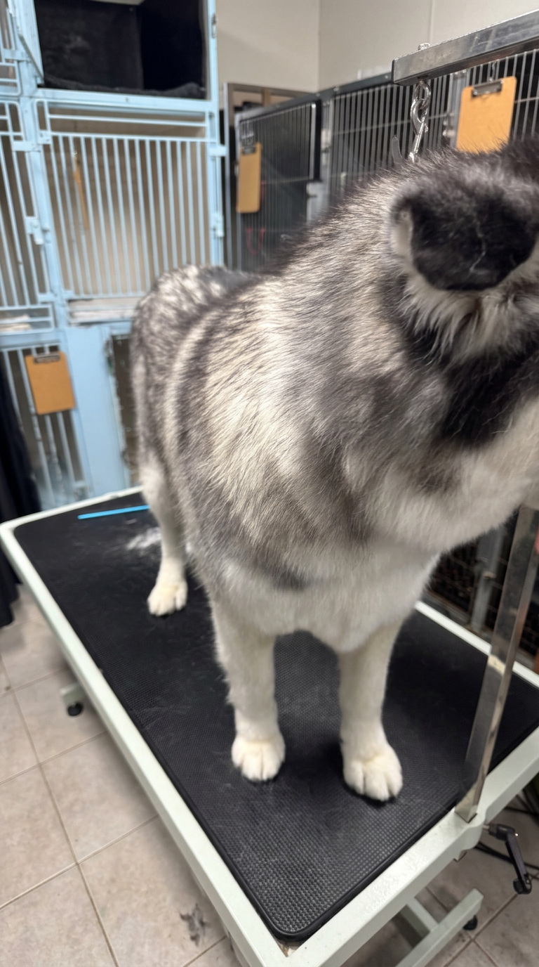gray and white Husky after grooming