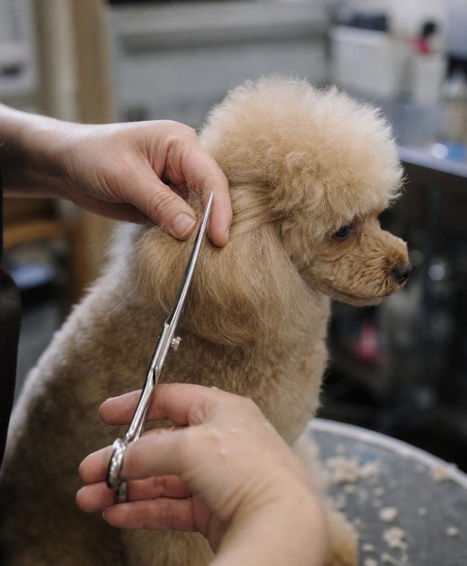 A groomer hand-scissoring a poodle's ear in the Blue Ribbon salon
